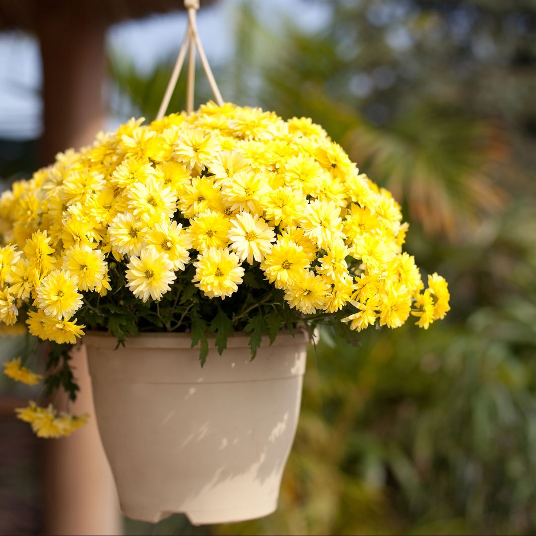 What Colour Should I Paint My Front Door?